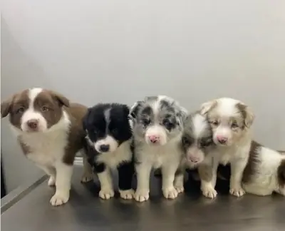 Adopta Edinilecek Border Collie Yavruları