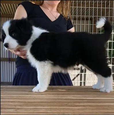 Regalo Cachorros Border Collie disponibles para adopciónt