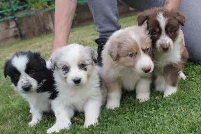 Regalo Cachorros Border Collie disponibles para adopcióno