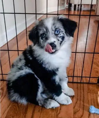Regalo Cachorros Border Collie disponibles para adopciónc
