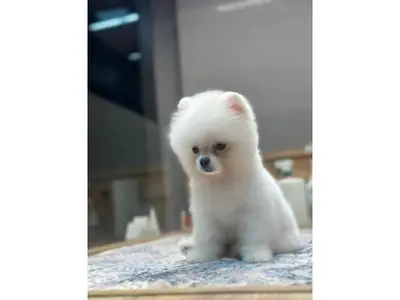 白色博美幼犬在家庭环境中成长