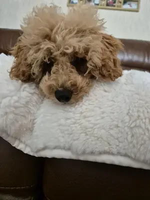 喜欢每天散步的棕色贵宾犬