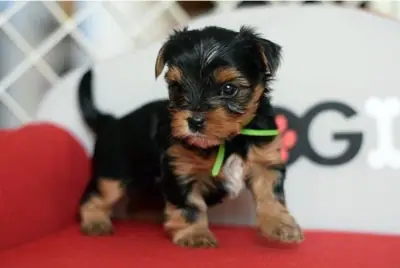 Regalo Cachorros de Yorkshire terrier adopción6
