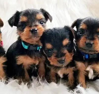 Cadeau Chiots Yorkshire Terrier à adopter