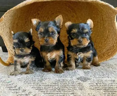 赠送约克夏犬幼犬领养