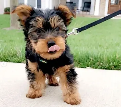 Regalo Cachorros de Yorkshire terrier adopciónq