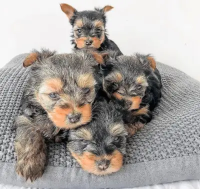 Regalo Cachorros de Yorkshire terrier adopciónh