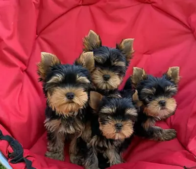 Regalo Cachorros de Yorkshire terrier adopción