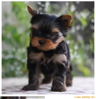 Cadeau chiots Yorkshire terrier à adopter