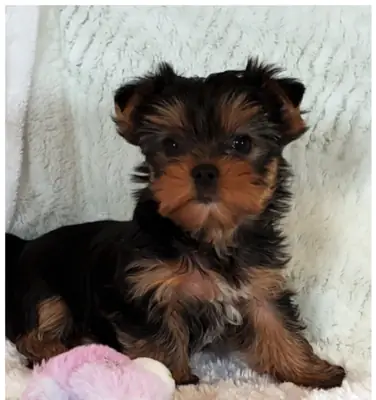 Cadeau Chiots Yorkshire Terrier à adopter