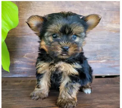 Regalo Cachorros de Yorkshire terrier adopciónm
