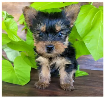 Regalo Cachorros de Yorkshire terrier adopciónd