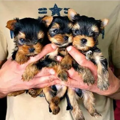Regalo Cachorros de Yorkshire terrier adopción1