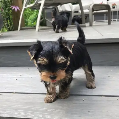 Regalo Cachorros de Yorkshire terrier adopción1w