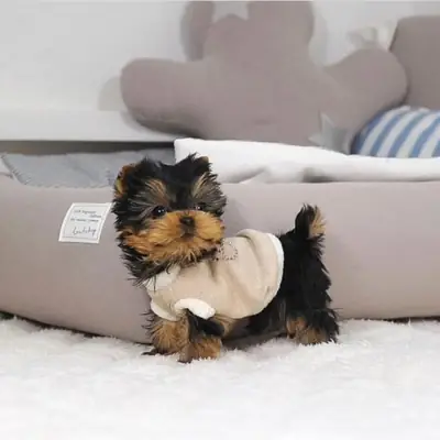 Regalo Cachorros de Yorkshire terrier adopción1u