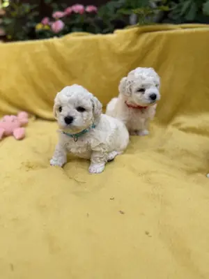 Cachorros Bichón Frisé