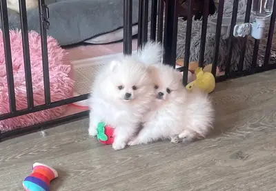 Cachorros de Pomerania disponibles