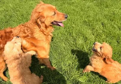 Cachorros Golden Retriever