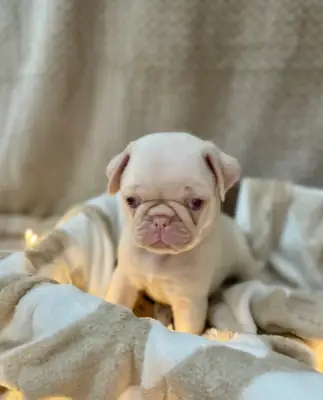Cachorros Pug Listos