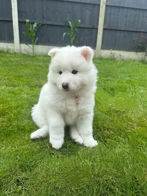 Preciosos cachorros Samoyedo