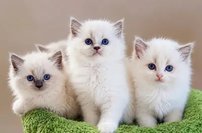 Gatitos Ragdoll disponibles