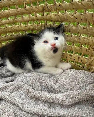 Gatitos Van Turco Listos