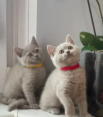 Chatons British Shorthair