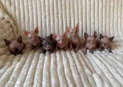 Gatitos Sphynx
