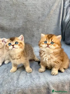 Gatito British Longhair