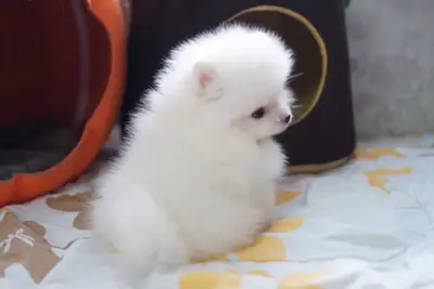 Hermosos cachorros Pomerania