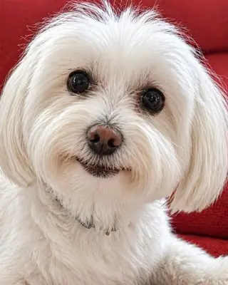 Cute Shih tzu 