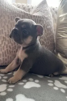 Beaux chiots Bulldog Français