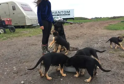 German Shepherd Puppies
