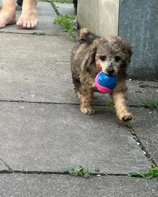 miniature poodles ready now