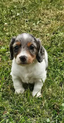Miniature long haired dachshund puppies