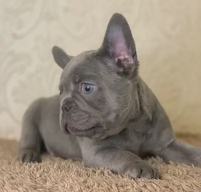 Encantadores cachorros bulldog francés azules