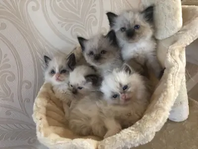 Şampiyon Kayıtlı Ragdoll Yavru Kediler | TICA/Pedigree Kayıtlı