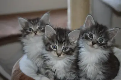 Pedigree Norwegian Forest Kittens