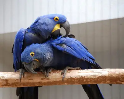 Hyacinth Macaw Parrots for new home