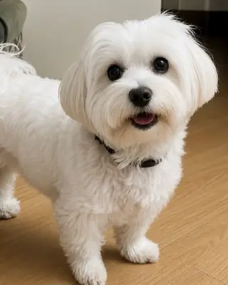 惊人的西施犬