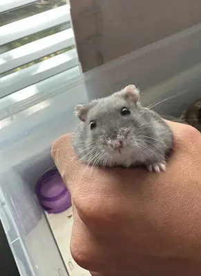 我们正在为我们的仓鼠寻找一位雄性伴侣。