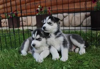 Gift Siberian Husky Puppies