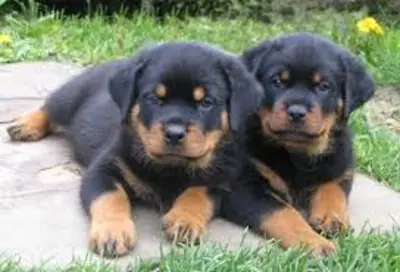 免费罗威纳犬幼犬