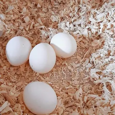 Œufs Fertiles de Perroquet pour Incubation