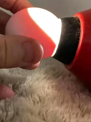 Neşeli ve Sağlıklı Lorito'lar