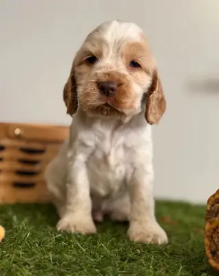 Gösterim tipi cocker spaniel