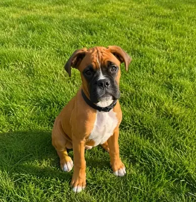 Hermoso cachorro Boxer