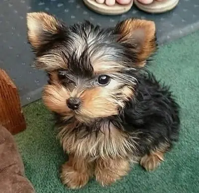 Chiots Yorkshire Terrier adorables : joueurs, affectueux et en bonne santé
