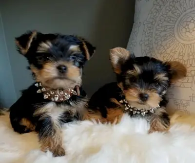 Cachorros Yorkshire Terrier Excepcionales – Lindos, Inteligentes y Cariñosos