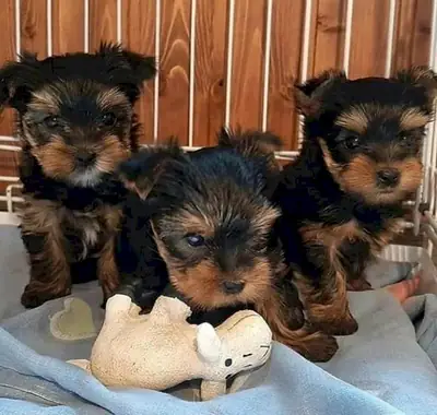 Chiots Yorkshire Terrier Exceptionnels – Mignons, Intelligents et Affectueux